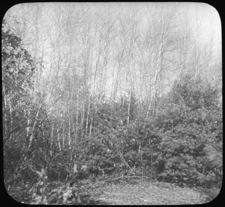 Gray Birch (Betula populifolia) nursing white pine.