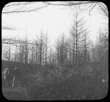 Fire killed pines and scrub oak second growth.