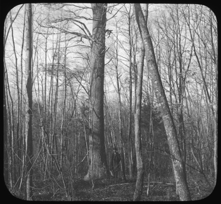 Pinus strobus, veteran white pine, Carlisle.