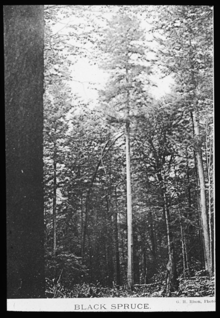 Picea mariana also called Picea nigra (black spruce).