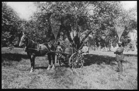 Spraying moths in trees [Gypsy Moth Comm. Report].