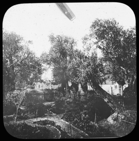 Garden of Gethsemane, Mt. Olives, Jerusalem.