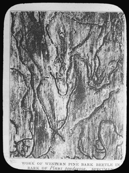Destruction of pine bark beetle on Pinus ponderosa.