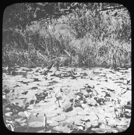 Yellow pond--lily and water grasses and sedges.
