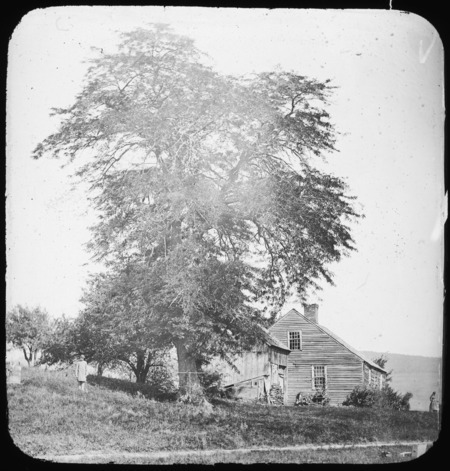 The Kingsley Acacia, Gleditsia triacanthos (honeylocust), Bernardston, Massachusetts [William Penn Brooks(?)].