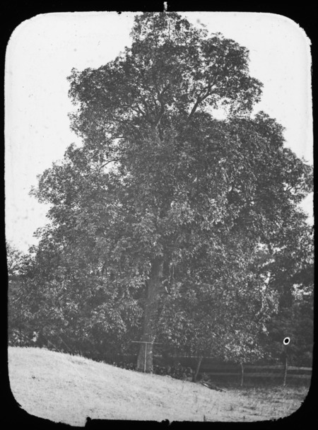 A Topsfield Hickory [William Penn Brooks(?)].