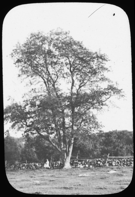 Specimen tree of Hicoria alba [Neg. H. T. Bailey].