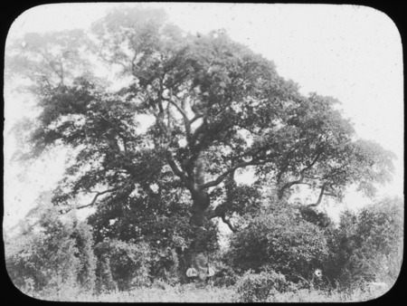 Quercus alba (white oak) [Neg. H. T. Bailey].