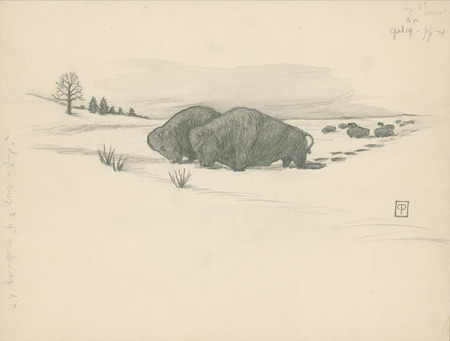 Sketch of buffalo in snow (p. 74 in "Cha-Ki-Shi"). Includes cropping note on border. Christian Petersen created the illustrations for "Cha-Ki-Shi," a children's book by Halla Rhode and Bessie Coon (C. Scribner's Sons, 1936) about the Meskwaki Indigenous people in Iowa. Cco: Charcoal and watercolor (black and white) on paper