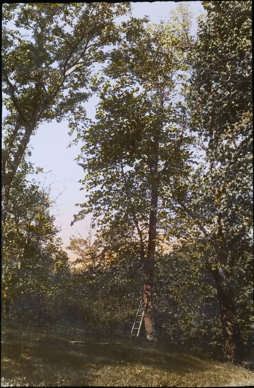 A large basswood tree in Charles Stamp timber with a ladder leaning next to the trunk, May 16, 1929. A Red-tailed Hawk nest is located 47 feet up in the tree branches. Slide originally titled "Site of the Red-Tailed Hawk Nest." The lantern slide is hand-colored. Rosene provides details on photograph.