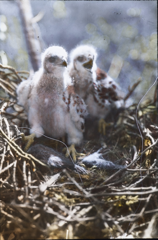 A nest with two young Red-tailed Hawks in a basswood tree located in Charles Stamp timber, May 16, 1929. The nest, located 47 feet up in the basswood tree, also shows the remains of a rabbit and a fox squirrel. Slide originally titled "Young Red-Tailed Hawks." The lantern slide is hand-colored. Rosene provides details on photograph.