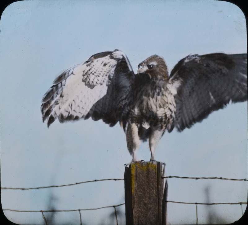 A Red-tailed Hawk sitting on a fence post with wings partially spread, November 10, 1926. Slide originally titled "Juvenile Red-Tailed Hawks." The lantern slide is hand-colored.