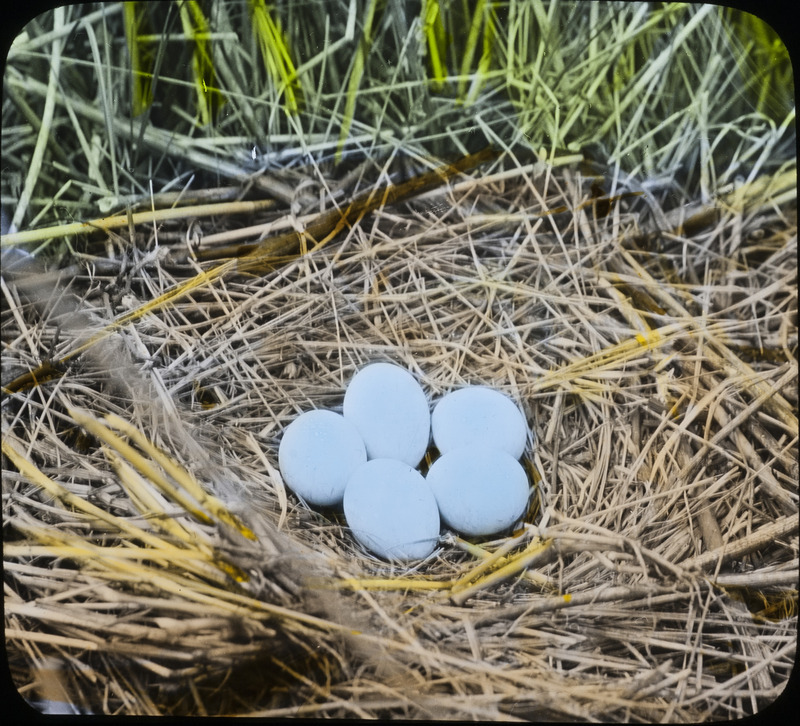 A Marsh Hawk containing five eggs, May 21, 1926. Slide originally titled "Nest Marsh Hawk." The lantern slide is hand-colored.