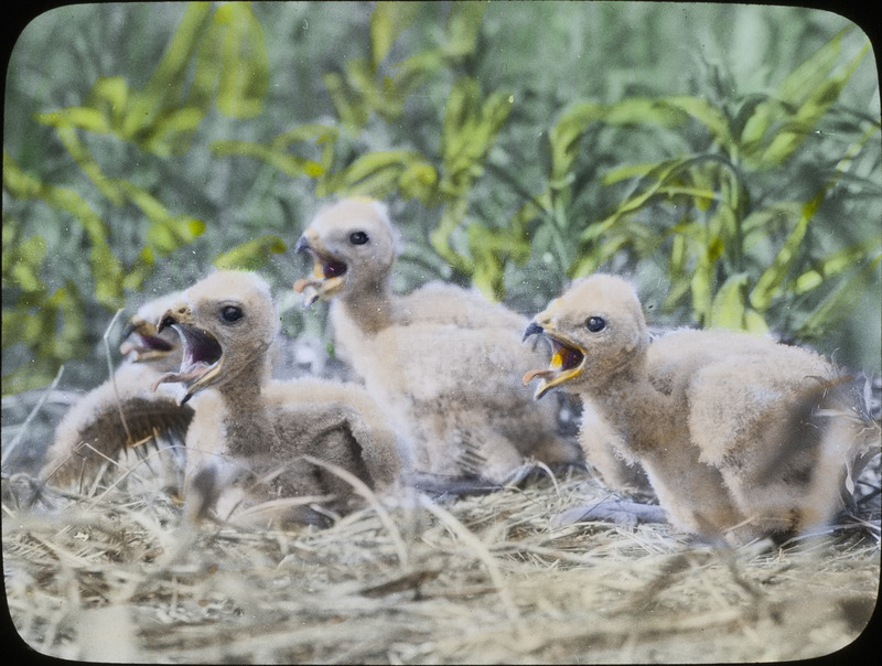 Four young Marsh hawks in a nest with beaks open wide, waiting to be fed, June 20, 1924. The nest was located approximately one-half mile from Stump Lake, North Dakota. Slide originally titled "Young Marsh Hawk." The lantern slide is hand-colored. Rosene provides details on photograph. These items are related to Rosene's journal: https://n2t.net/ark:/87292/w9jd4pp05.