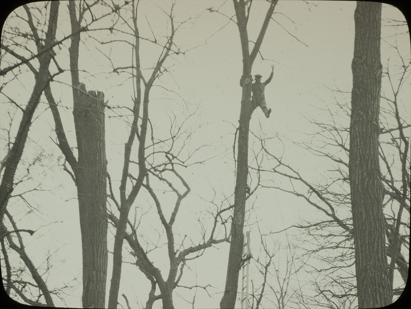 Walter Rosene up in a bare tree, suspended from the trunk. A ladder is leaning next to the tree, and a pulley system is attached higher up on the tree trunk where Rosene is located. Slide originally titled "W. M. Rosene in tree."