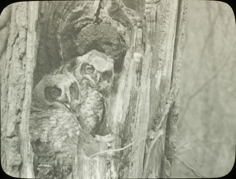 A close up view of two young owls looking out from a nest located in a tree hollow. Slide originally titled "Young in Nest."