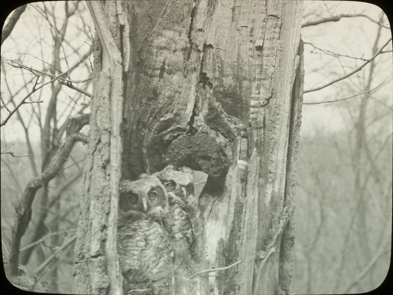 Two young owls looking out from a nest located in a tree hollow. Slide originally titled "Young in Nest."