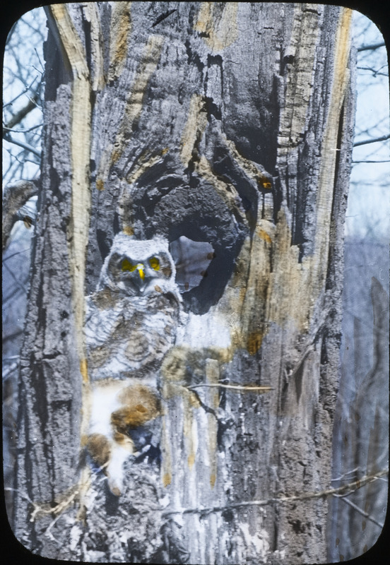 A young owl looking out from a nest located in a tree hollow. Slide originally titled "Young in Nest." The lantern slide is hand-colored.