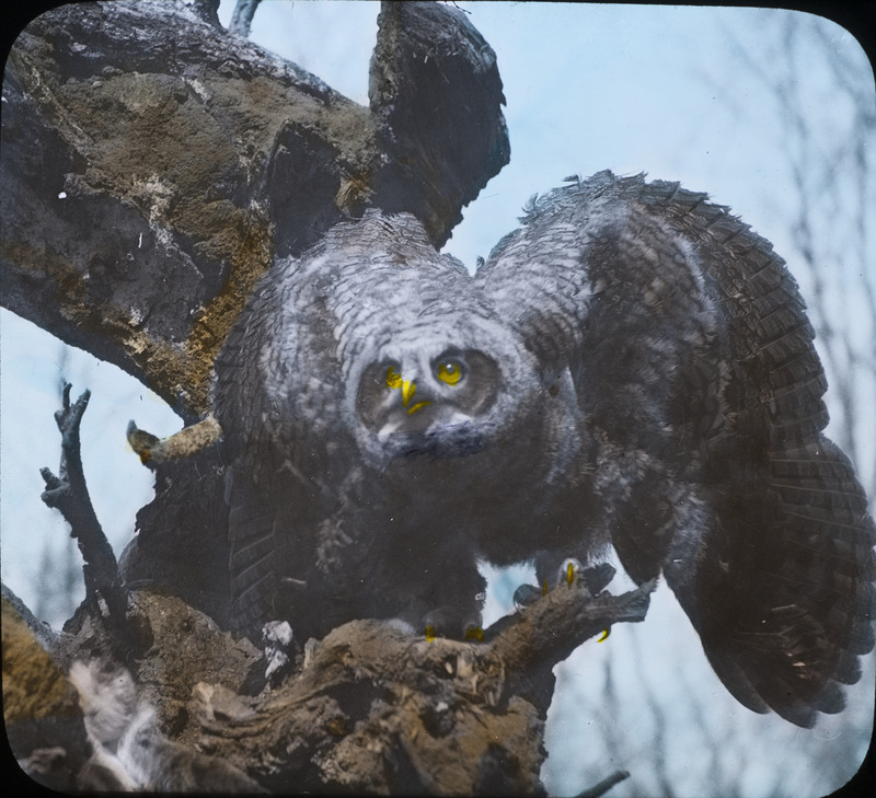 A young owl, holding onto a tree branch, prepares to venture out of the nest. Slide originally titled "Young About to Leave." The lantern slide is hand-colored.