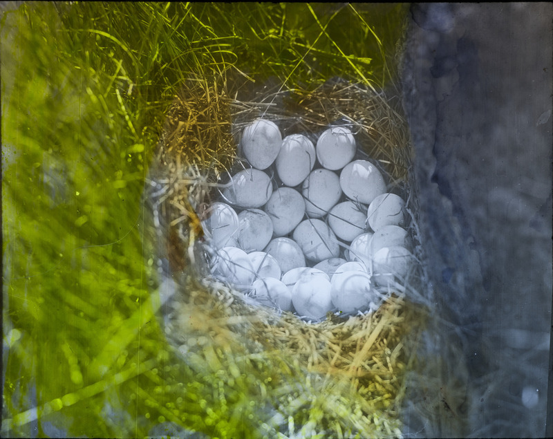 A quail nest containing twenty-three eggs. Slide originally titled "Quail Nest." The lantern slide is hand-colored.