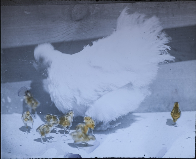 A hen surrounded by nine hatched young. Slide originally titled "Young Hatched by Hen." The lantern slide is hand-colored.