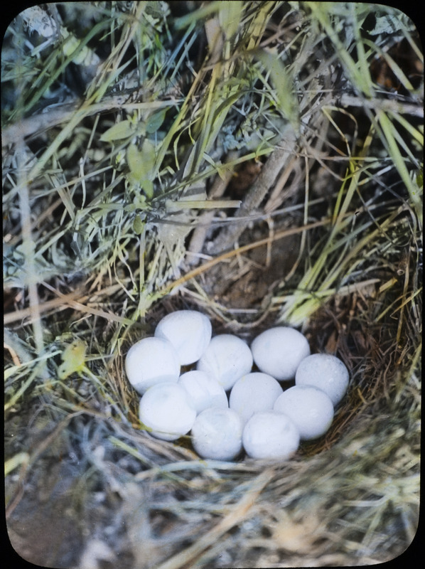 An Indigo Bunting nest containing a newly hatched chick, an Indigo bunting egg, and a Cowbird egg, July 19, 1927. The nest was located in a second growth hard maple less than two feet from the ground, in timber east of Pilot Mound. Slide originally titled "Indigo Bunting-2 Eggs and 1 Cowbird." The lantern slide is hand-colored. Rosene provides details on photograph.