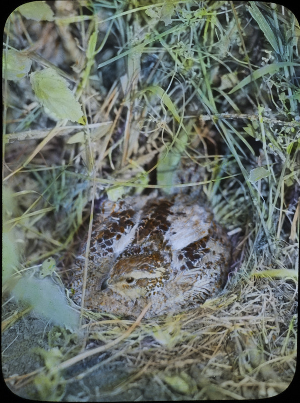 A female Bobwhite Quail sitting on a nest, located on the ground near Ogden. Slide originally titled "Female on Nest." The lantern slide is hand-colored. Rosene provides details on photograph.