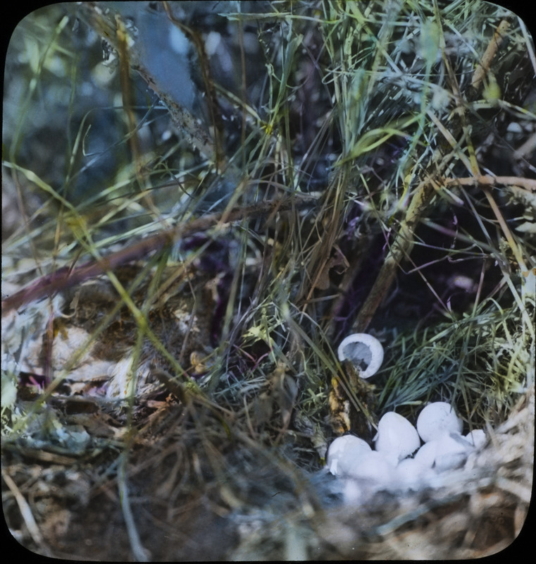 A nest on the ground with eggs that are beginning to hatch. A chick is by the remains of a hatched egg. Slide originally titled "Eggs Hatching." The lantern slide is hand-colored.