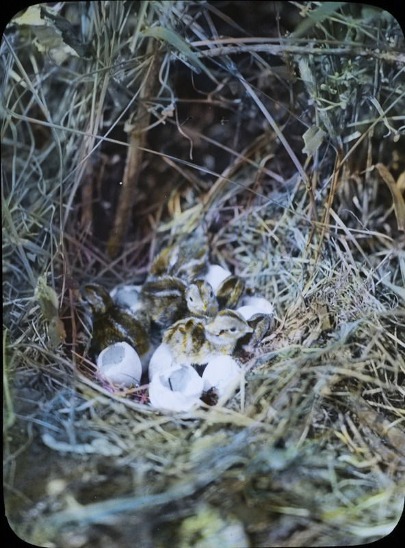 Several chicks in a nest sitting on top of the remains of hatched egg shells. Slide originally titled "Eggs Hatching." The lantern slide is hand-colored.