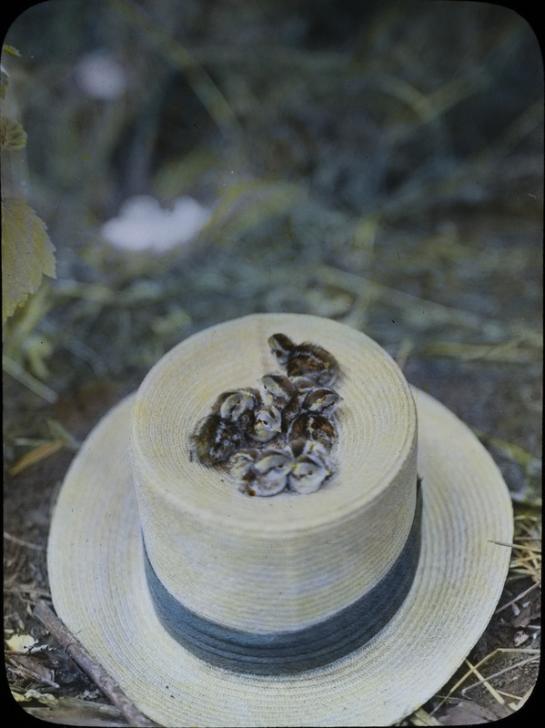 Seven Bobwhite Quail chicks, newly hatched and only a few hours old, sitting on top of a straw hat, September 8, 1931. Slide originally titled "Chicks on a Hat." The lantern slide is hand-colored. Rosene provides details on photograph.