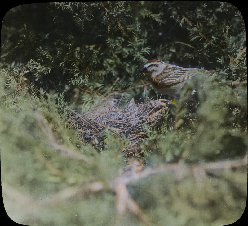 A Chipping Sparrow at her nest that contains young birds waiting to be fed, June 14, 1929. The nest is in a cedar tree that is about five feet high. Slide originally titled "Chipping Sparrow at Nest." The lantern slide is hand-colored. Rosene provides details on photograph.