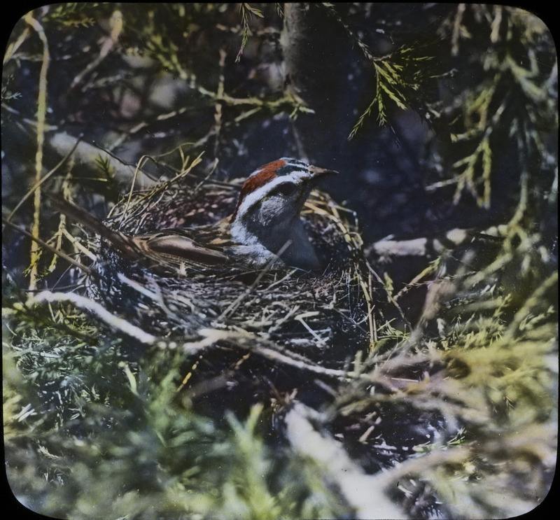 A Chipping Sparrow sitting on her nest in a red cedar tree, May 30, 1931. A note on the slide border reads "This was a very poor fellow." Slide originally titled "Chipping Sparrow on Nest." The lantern slide is hand-colored. Rosene provides details on photograph.