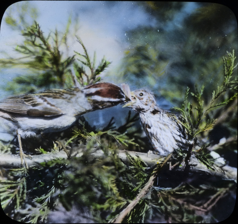 A Chipping Sparrow feeds a young bird as they both perch on a tree branch. Slide originally titled "Chipping Sparrow on Nest." The lantern slide is hand-colored.