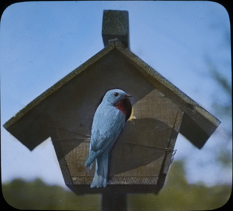 A Bluebird perching outside of a wooden birdhouse, 1937. The photograph was used to illustrate an article Rosene wrote for the Iowa Garden Club yearbook, December 1937. Slide originally titled "Bluebird at House." The lantern slide is hand-colored. Rosene provides details on photograph.