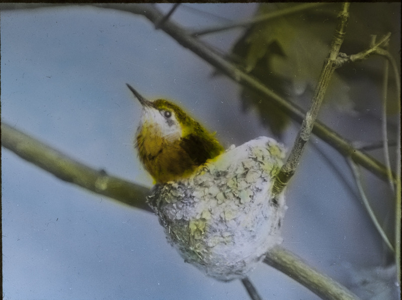 A Ruby-throated Hummingbird sitting in a nest, located on a tree branch, 1934. Slide originally titled "Ruby-throated Hummingbird at Nest." The lantern slide is hand-colored. Rosene provides details on photograph.