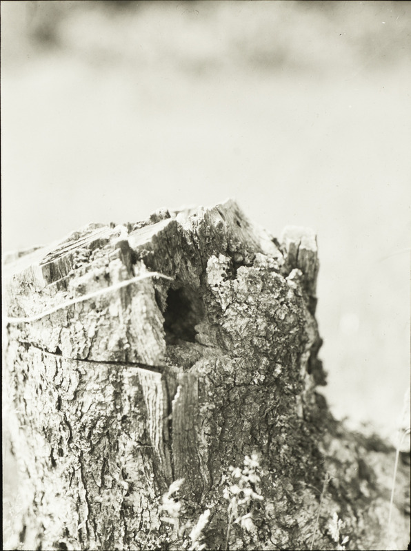 A Chickadee nest in an old tree stump, June 8, 1932. Slide originally titled "Chickadee Nest in Stump." Rosene provides details on photograph.