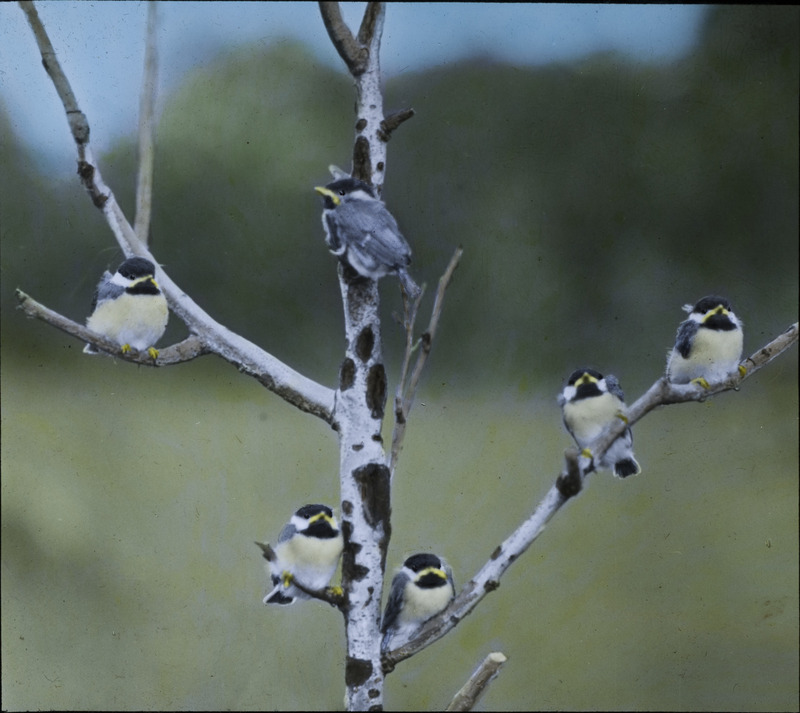 Six young Chickadees perching on bare tree branches, June 8, 1932. The young birds are fourteen days old. Slide originally titled "Young Chickadees." The lantern slide is hand-colored. Rosene provides details on photograph.