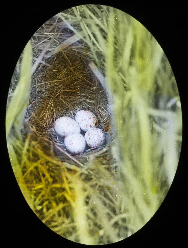 A Meadowlark nest containing four eggs. Slide originally titled "Meadowlark Nest." The lantern slide is hand-colored.