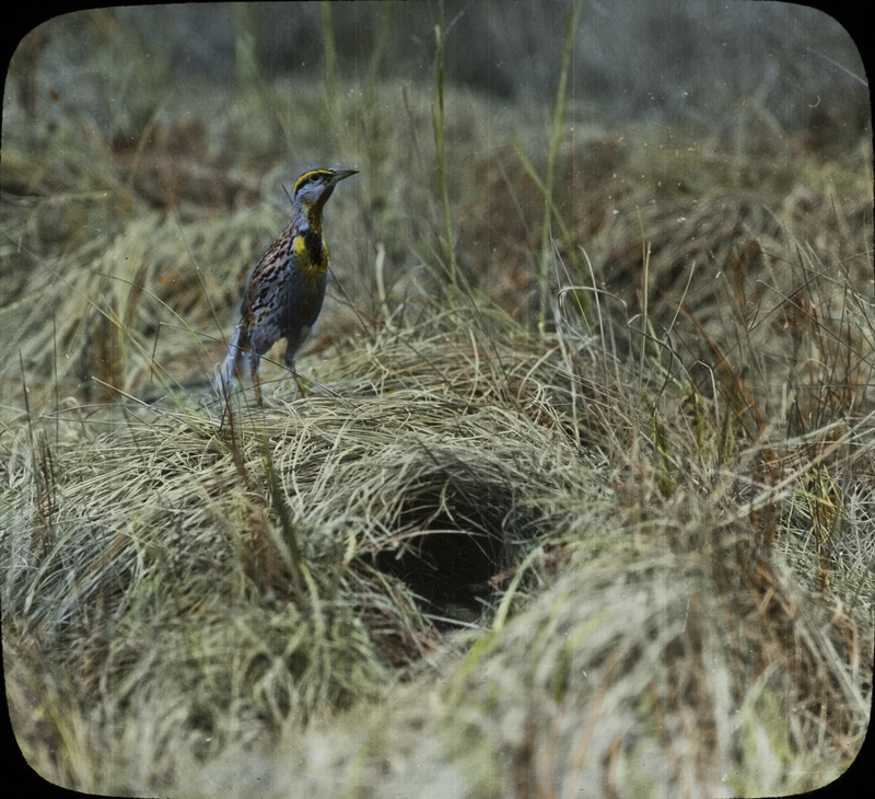 A Meadowlark standing by a nest, located on the Brady Ranch in Atkinson, Nebraska, June 5, 1929. Slide originally titled "Meadowlark Near Nest." The lantern slide is hand-colored. Rosene provides details on photograph.