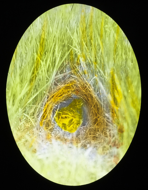 An Eastern Meadowlark sitting on a nest with three eggs, June 5, 1927. Slide originally titled "Young Meadowlarks in Nest." The lantern slide is hand-colored. Rosene provides details on photograph.