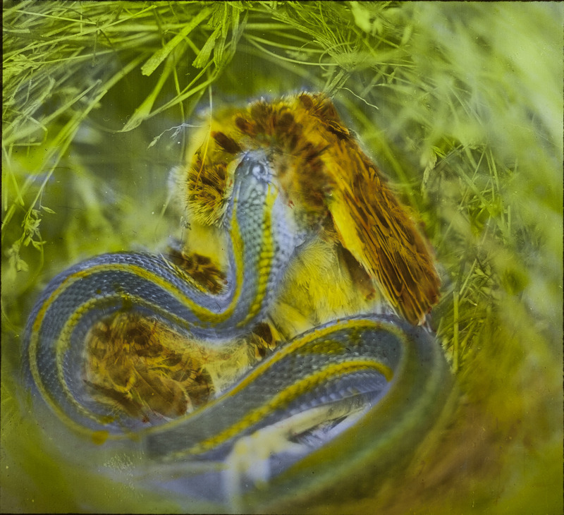 A garter snake attempting to swallow a young Western Meadowlark, August 3, 1927. The young bird's head is swallowed and only the thighs and feet are visible. Slide originally titled "Snake Eating Young Meadowlark." The lantern slide is hand-colored. Rosene provides details on photograph.