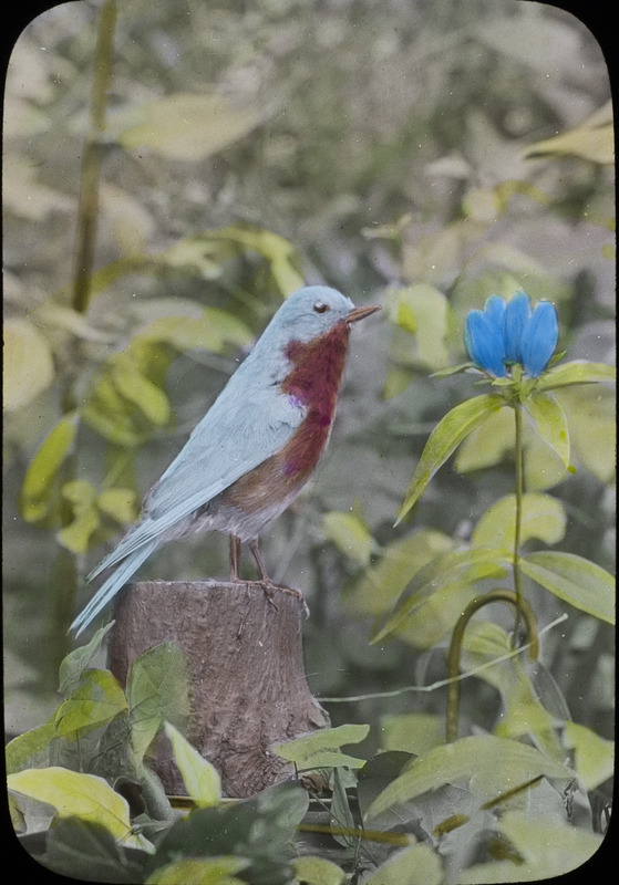 A bluebird perching on a stump next to a blooming flower, September 24, 1925. Slide originally titled "Bluebird." The lantern slide is hand-colored.