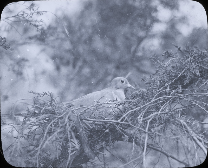 A Mourning Dove sitting on a nest in a cedar tree, may 15, 1924. The photograph was published in Iowa Bird Life, volume 20, number 2, June 1950. Slide originally titled "Mourning Dove on Nest." Rosene provides details on photograph.