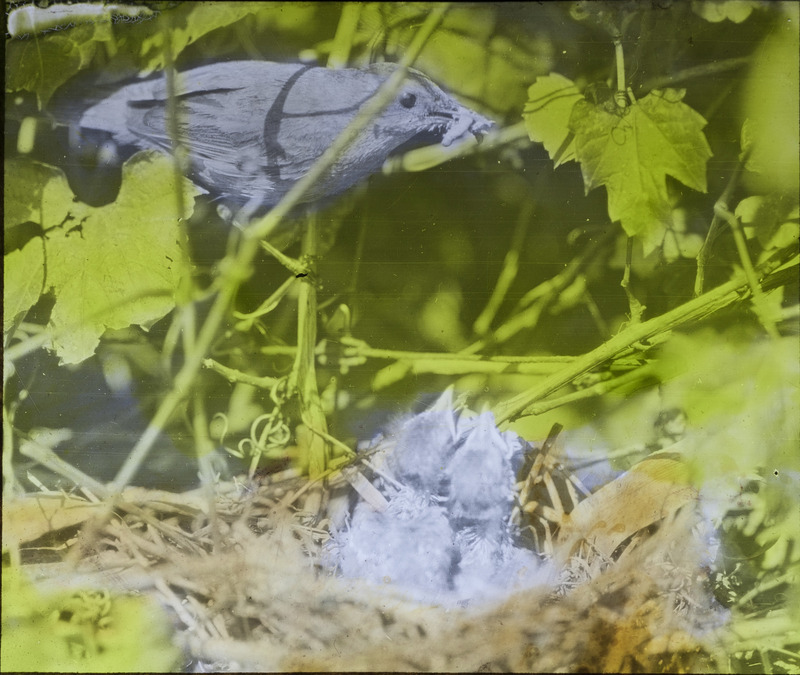 A Catbird preparing to feed several young birds waiting in a nest. Slide originally titled "Catbird Feeding Young." The lantern slide is hand-colored.