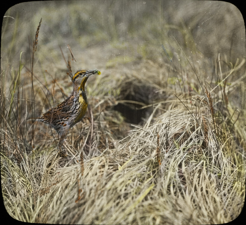 A Meadowlark approaching a nest with a large mouthful of food, June 5, 1929. The nest was located on the Brady Ranch in Fort Atkinson, Nebraska. Slide originally titled "Meadowlark at Nest." The lantern slide is hand-colored. Rosene provides details on photograph.