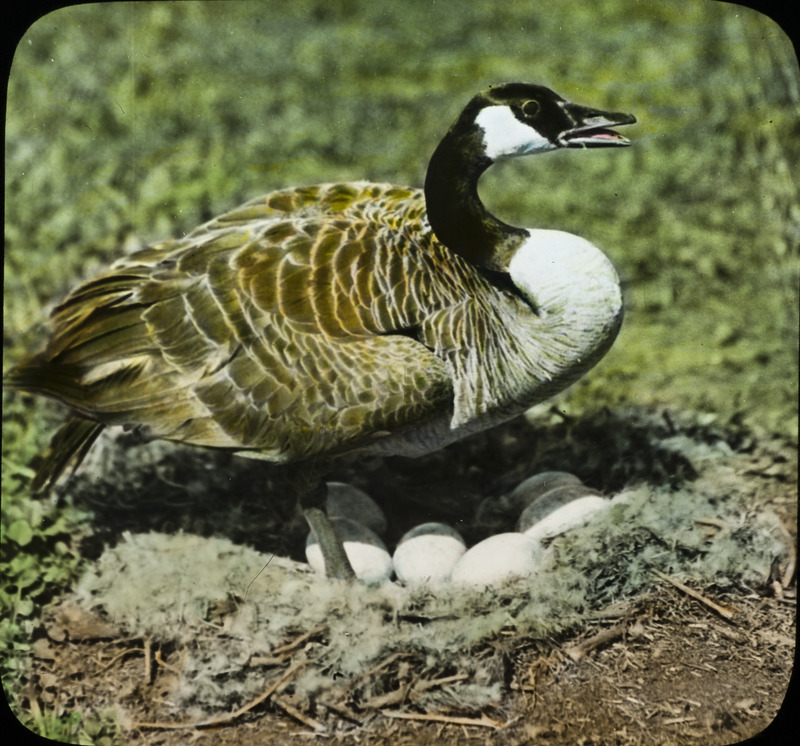 A Canada goose standing over her nest that contains several eggs, located on the Mansfield farm near Pilot Mound, May 27, 1936. Slide originally titled "Canada Goose at Nest." The lantern slide is hand-colored. Rosene provides details on photograph.