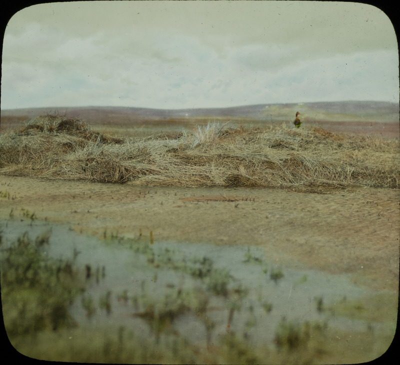 A Canada Goose standing by a nest located on top of a grassy area near water. Slide originally titled "Canada Goose near Nest." The lantern slide is hand-colored.