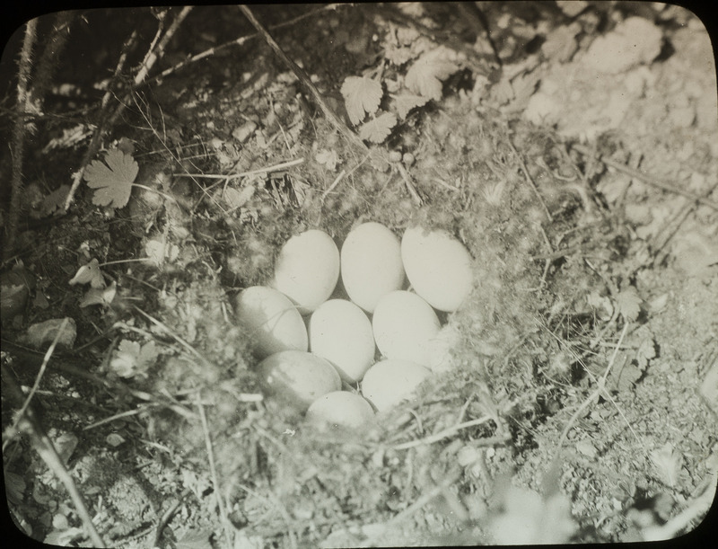 A Ruddy Duck nest containing ten eggs. Slide originally titled "Ruddy Duck Nest, 10 Eggs."