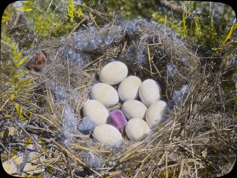 A Pintail Duck nest containing nine eggs and two stones, June 25, 1924. Slide originally titled "Pintail nest with 2 Stones." The lantern slide is hand-colored. Rosene provides details on photograph. These items are related to Rosene's journal: https://n2t.net/ark:/87292/w9jd4pp05.