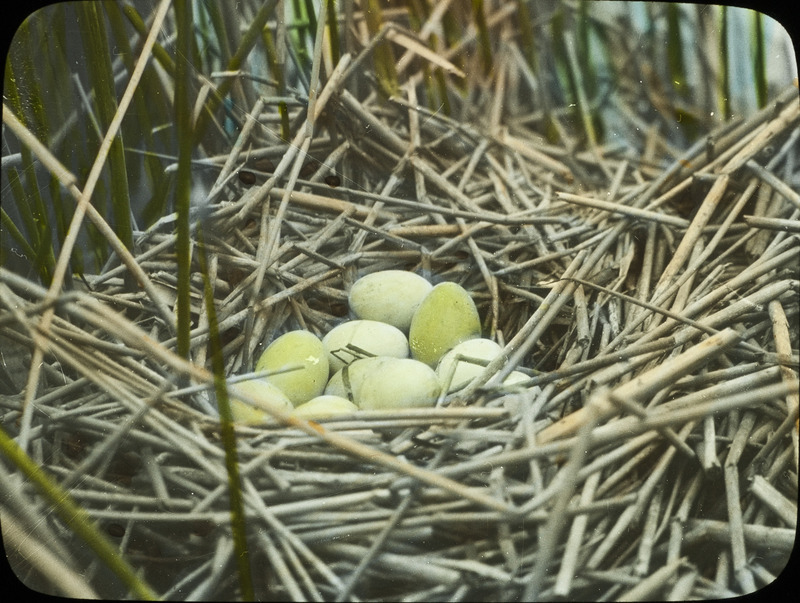 A Ruddy Duck nest containing fourteen eggs total, ten Ruddy Duck eggs and four Red Head Duck eggs, June 19, 1924. The nest was located in Johnson Slough near Stump Lake, North Dakota, and was floating 150 feet from shore. Slide originally titled "Ruddy Duck with 10 Eggs." The lantern slide is hand-colored. Rosene provides details on photograph. These items are related to Rosene's journal: https://n2t.net/ark:/87292/w9jd4pp05.